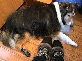 jewelry studio dog