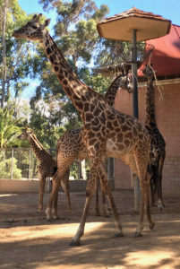 A new best friend at San Diego Zoo