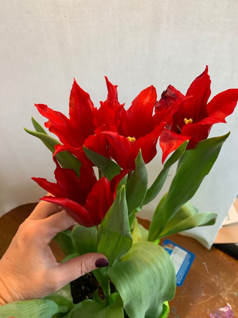 Grasping tulips into a bunch to create a composition for an Eastern repousse neckpiece