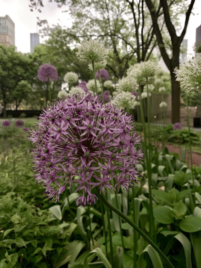 A bed of alliums at the Chicago Art Institute, photo by Victoria Lansford