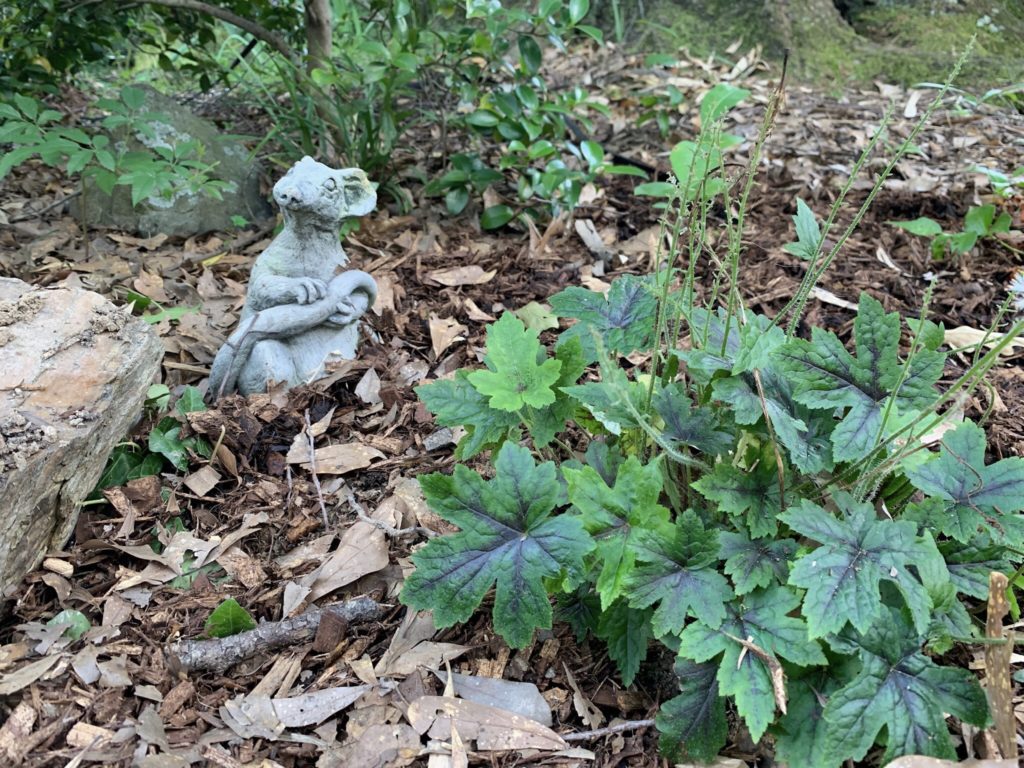 ‘Ratsmore’ with a new foamflower