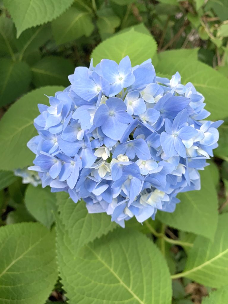 Hydrangea in my back garden, photo by Victoria Lansford