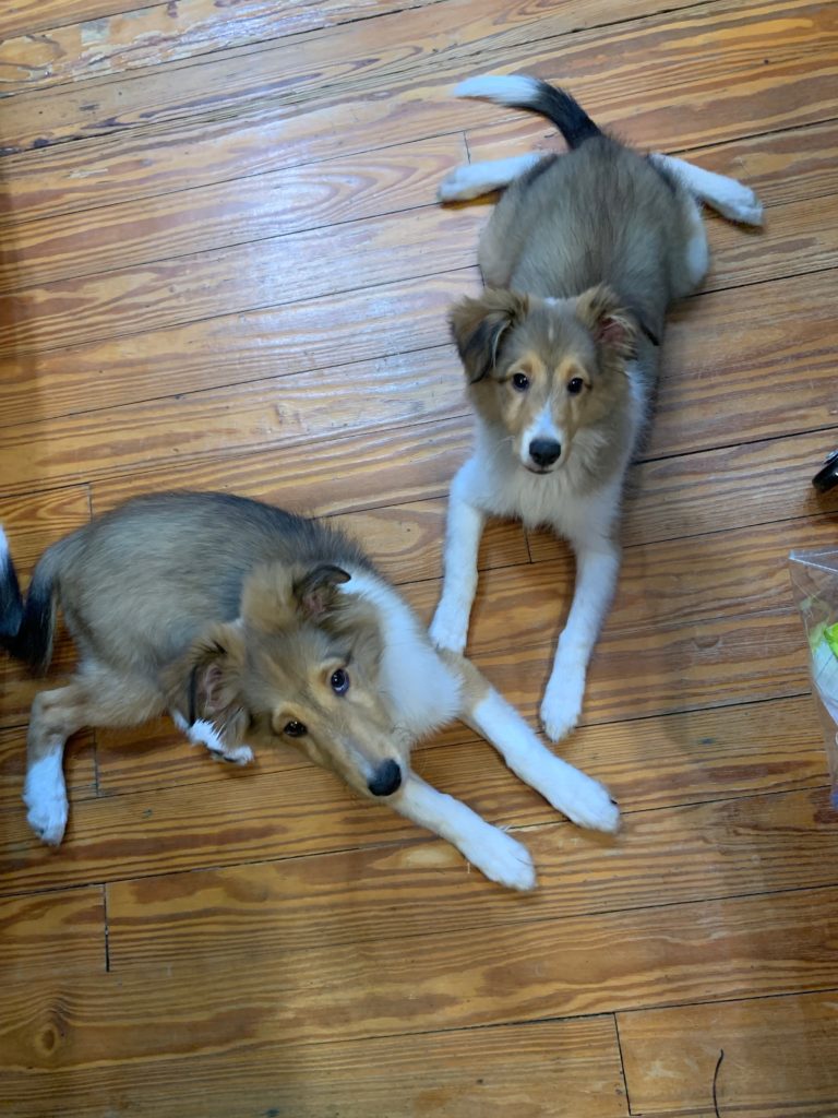 The Studio Sentinels, Boudicca (Bou) and Elizabeth (Lizzie)