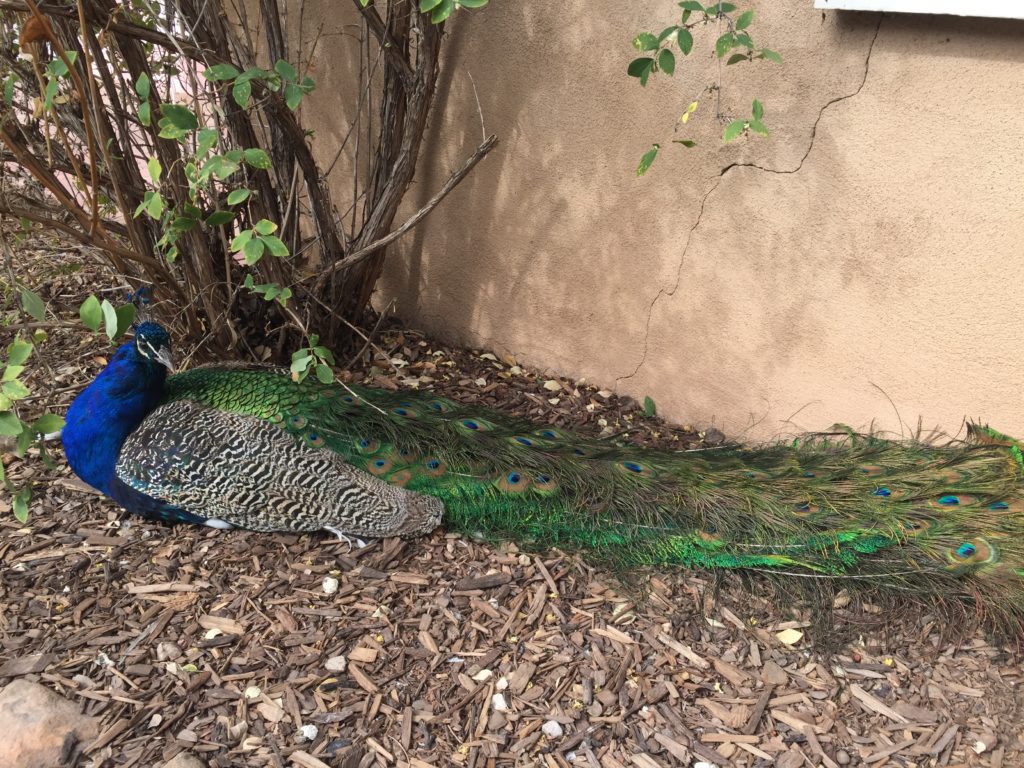 Peacock at Los Poblanos