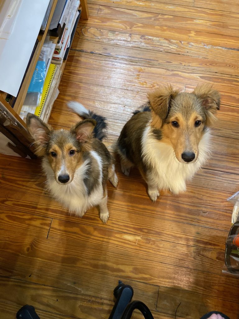 Lizzie and Bou in the studio and slightly damp from a bath