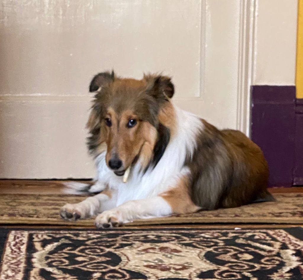 Bou with her No-Hyde chew, aka "Studio Stick"