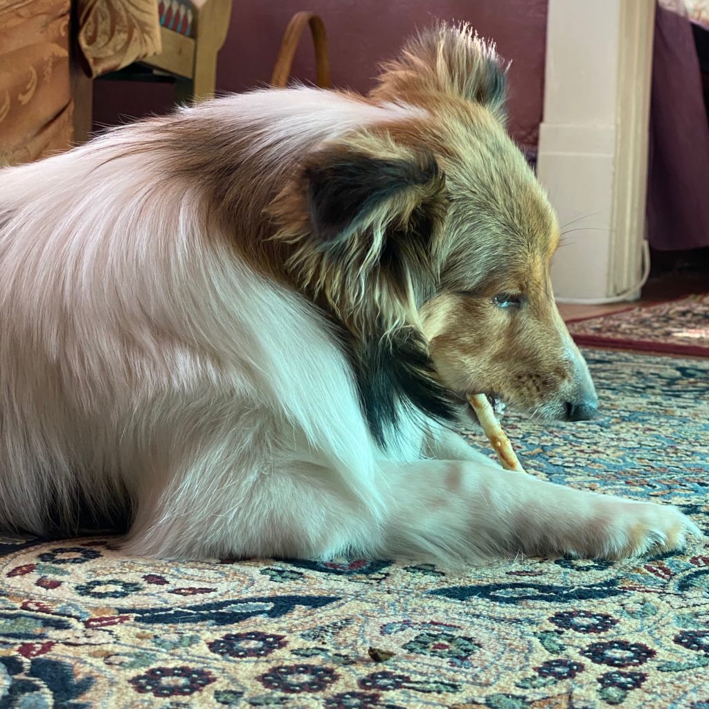 Lizzie with her No-Hyde chew, aka "Studio Stick"