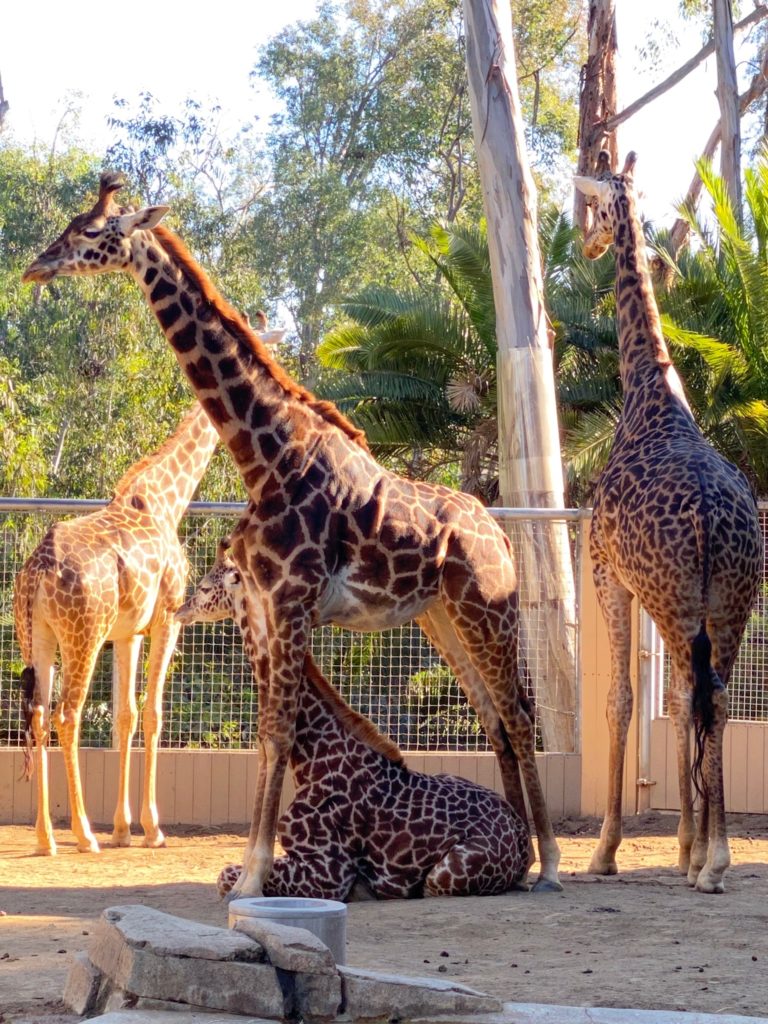 Harriet and her clan on this year’s trip to the San Diego Zoo