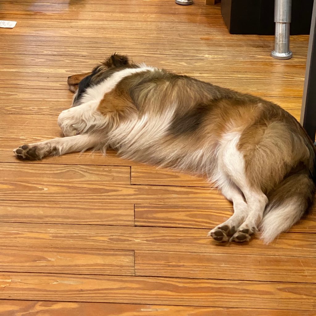 Studio Sentinel Lizzie