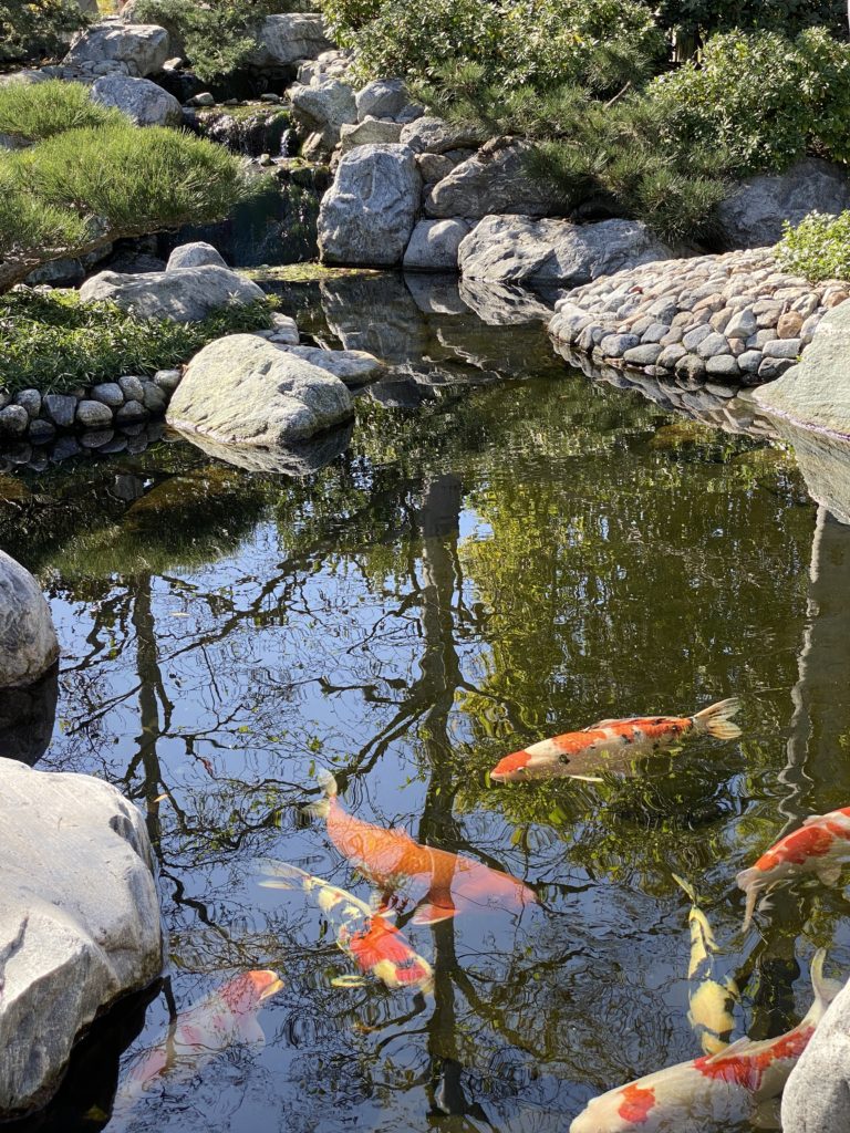 Coy fish at Balboa Park's Japanese Garden, San Diego, CA