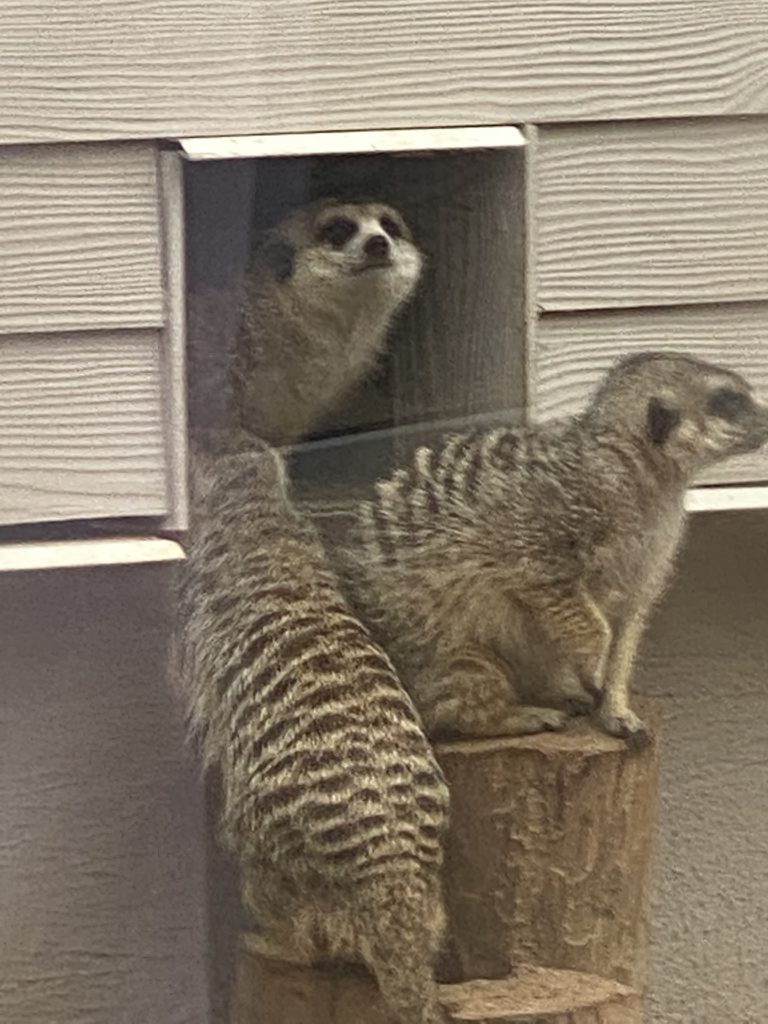 Meerkats peering out of their house