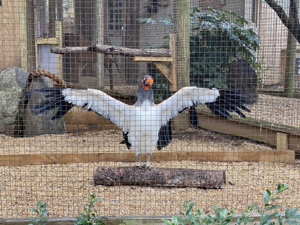 Bird at Zoo Atlanta with wide wingspan