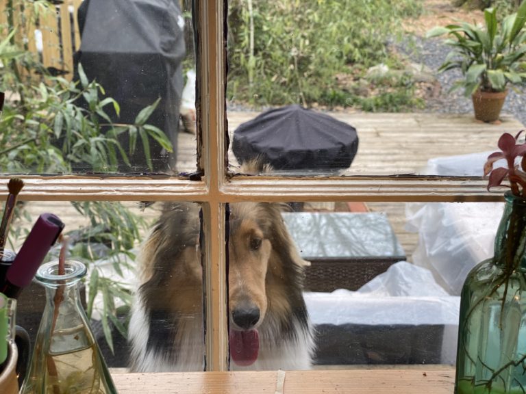 Bou jumping on the window ledge outside my studio and begging me to come play