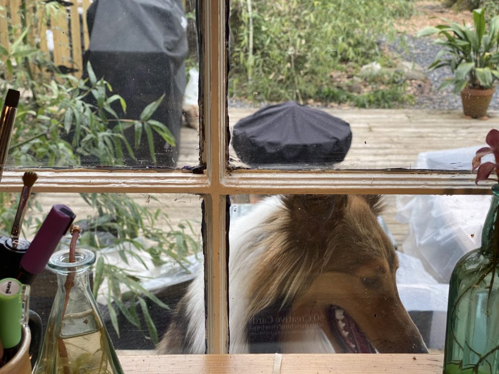 Bou jumping on the window ledge outside my studio
