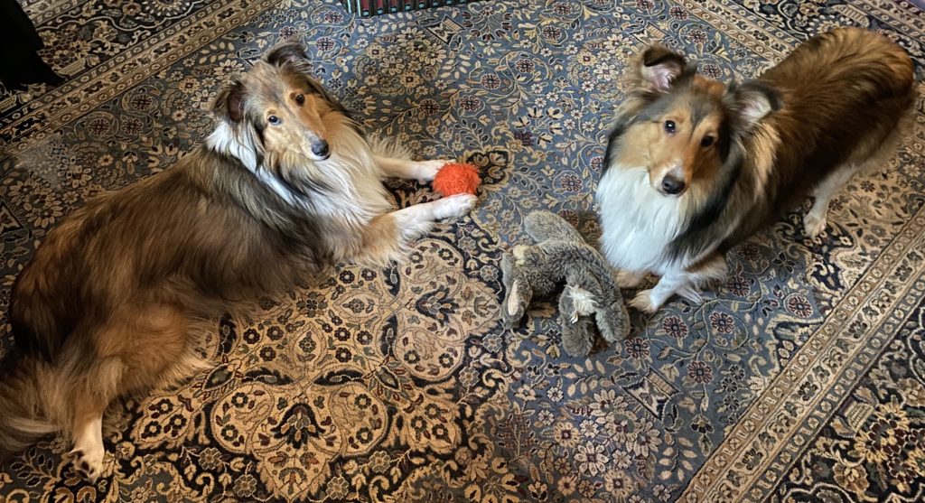 Bou & Lizzie, sheltie puppies age 13 months