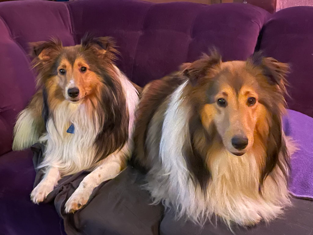 Our little darlings LIzzie & Boudica pretending to be perfect angels