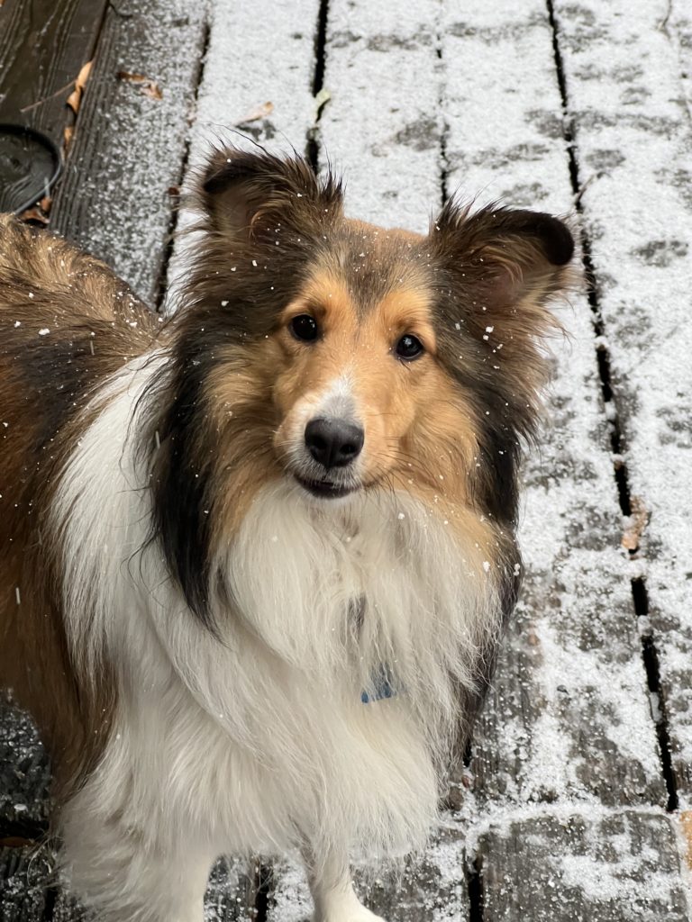 Our shelties' first snow