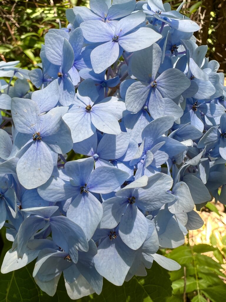 Hydrangeas in June