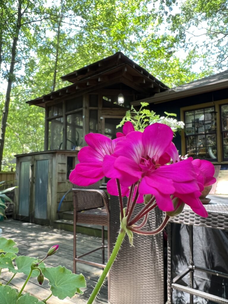 Geraniums outside the studio