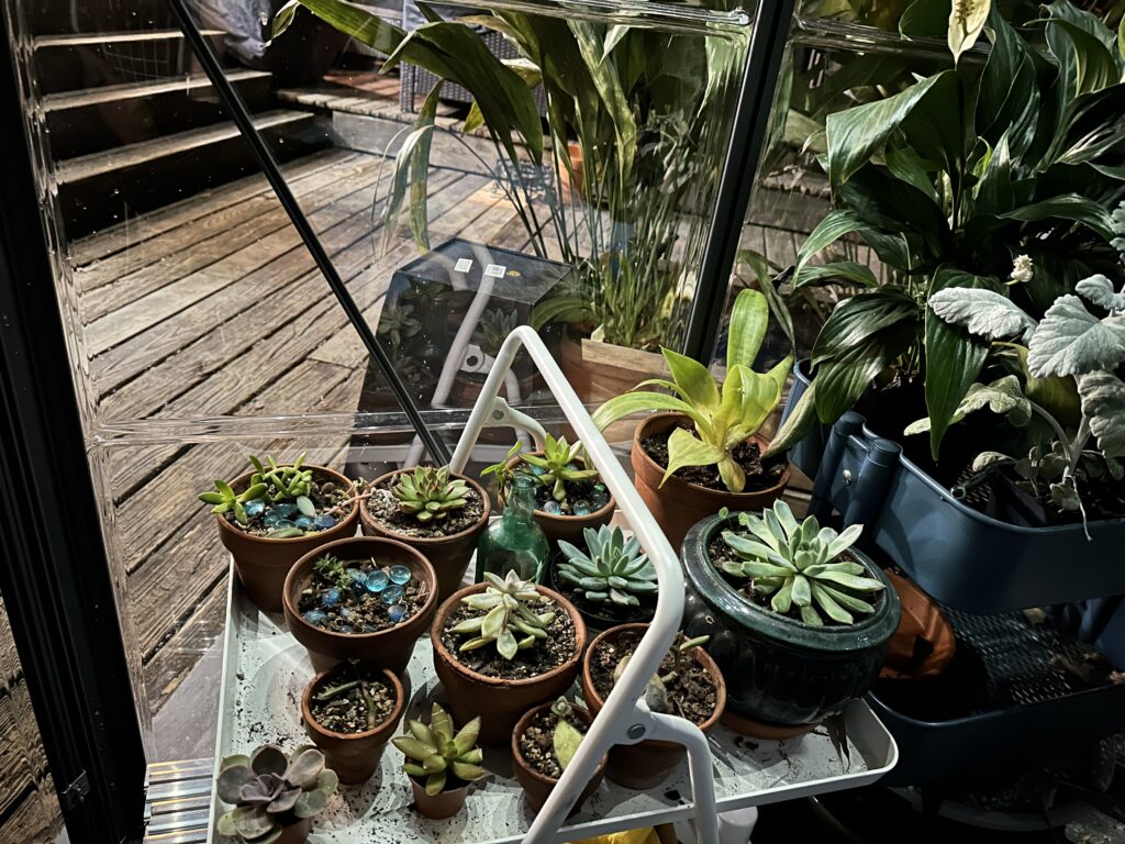 A small selection of succulents