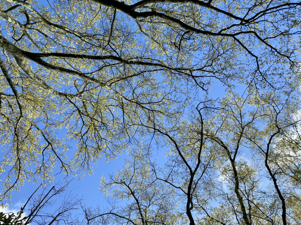The Up View from My Back Deck - Victoria Lansford