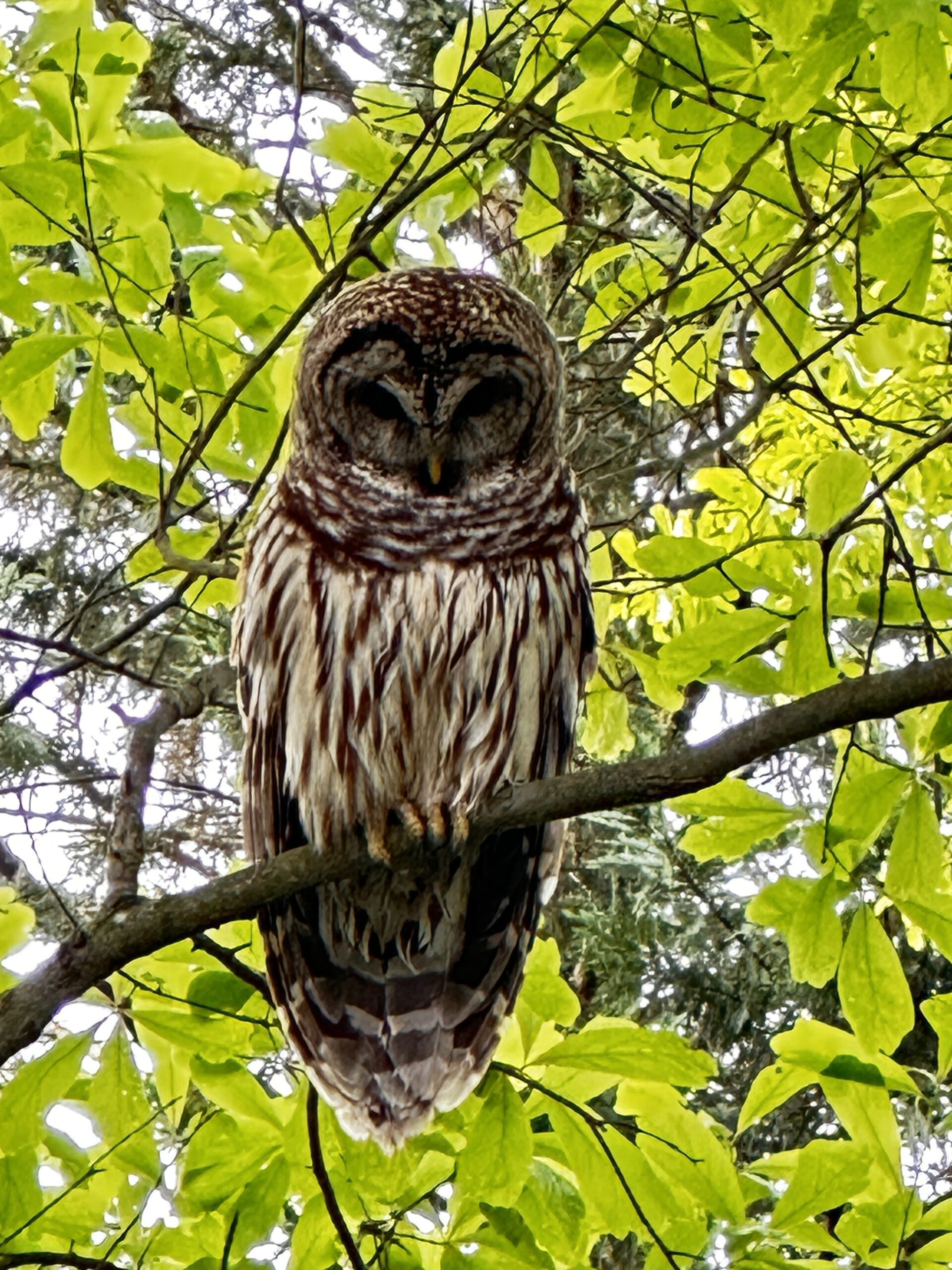 Simon the barred owl - Victoria Lansford