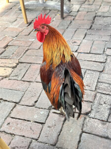 Our Lunch Companion, chickens literally run wild in Key West