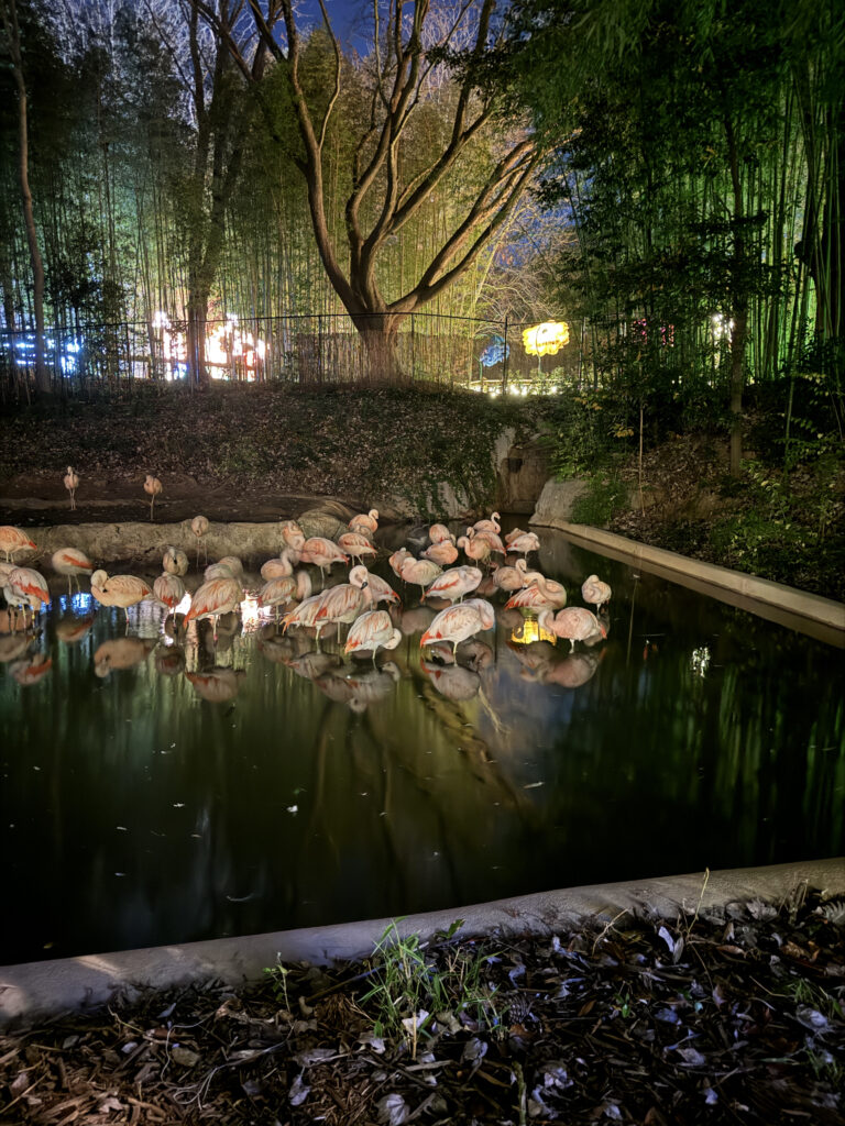 Flamingos at night - Zoo Atlanta - photo by Victoria Lansford