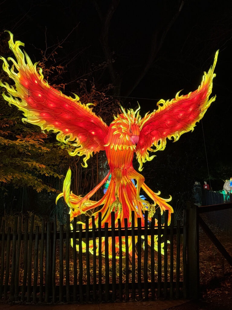 Phoenix Lantern Light - Zoo Atlanta - photo by Victoria Lansford