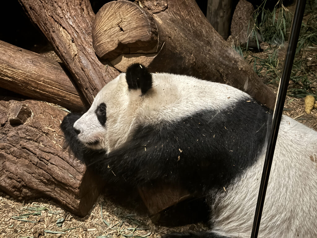 Saying Goodbye to Pandas at Zoo Atlanta - photo by Victoria Lansford