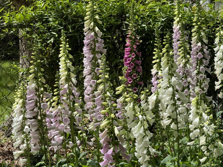 My Neighbors' Amazing Foxgloves - Victoria Lansford