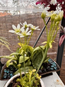 Surpise Flowers of My Venus Flytrap