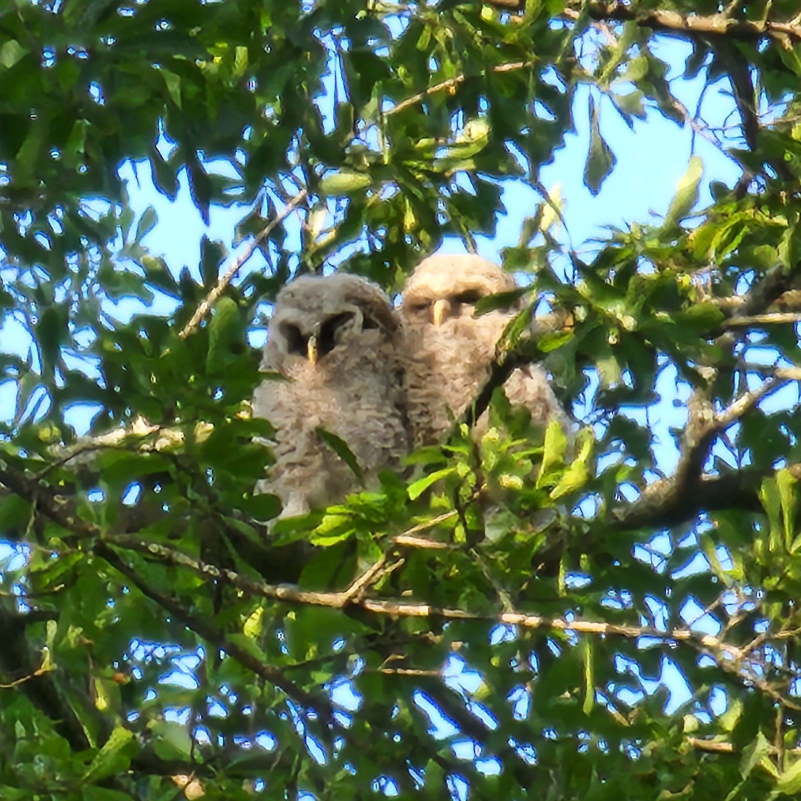 Leia & Rey, fledgling barred owls, photo by Alden Mahler Levine